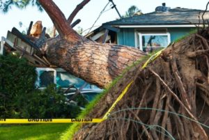 tree crashes into home due to storm