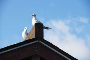 birds on a roof